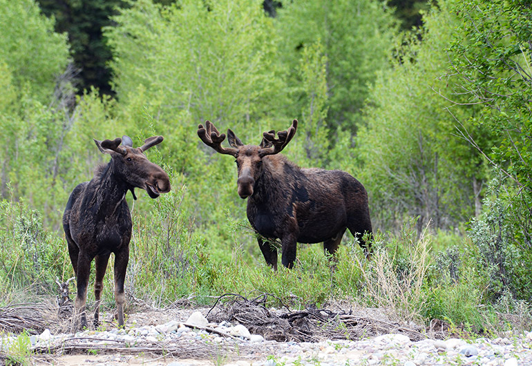 UBCO researchers have worked to Indigenize a set of wildlife conservation principles and policies that have guided wildlife management decisions in Canada and the United States for decades.