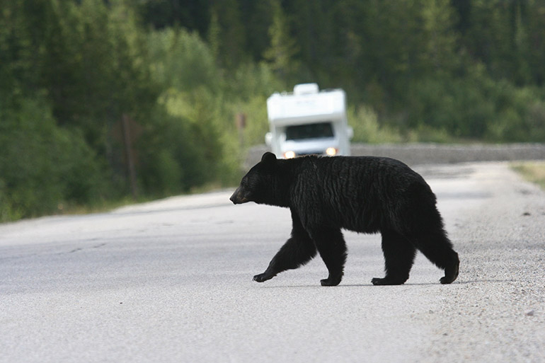 UBCO researchers used computer modelling to simulate the movement of black bears and identify what attracts them to populated areas.